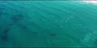 Whales - Head of Bight - SA (PBH3 00 28957)